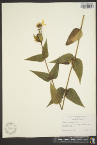 Helianthus hirsutus image