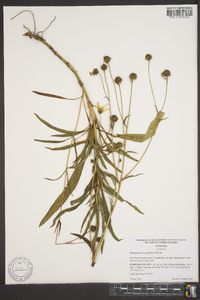Helianthus longifolius image