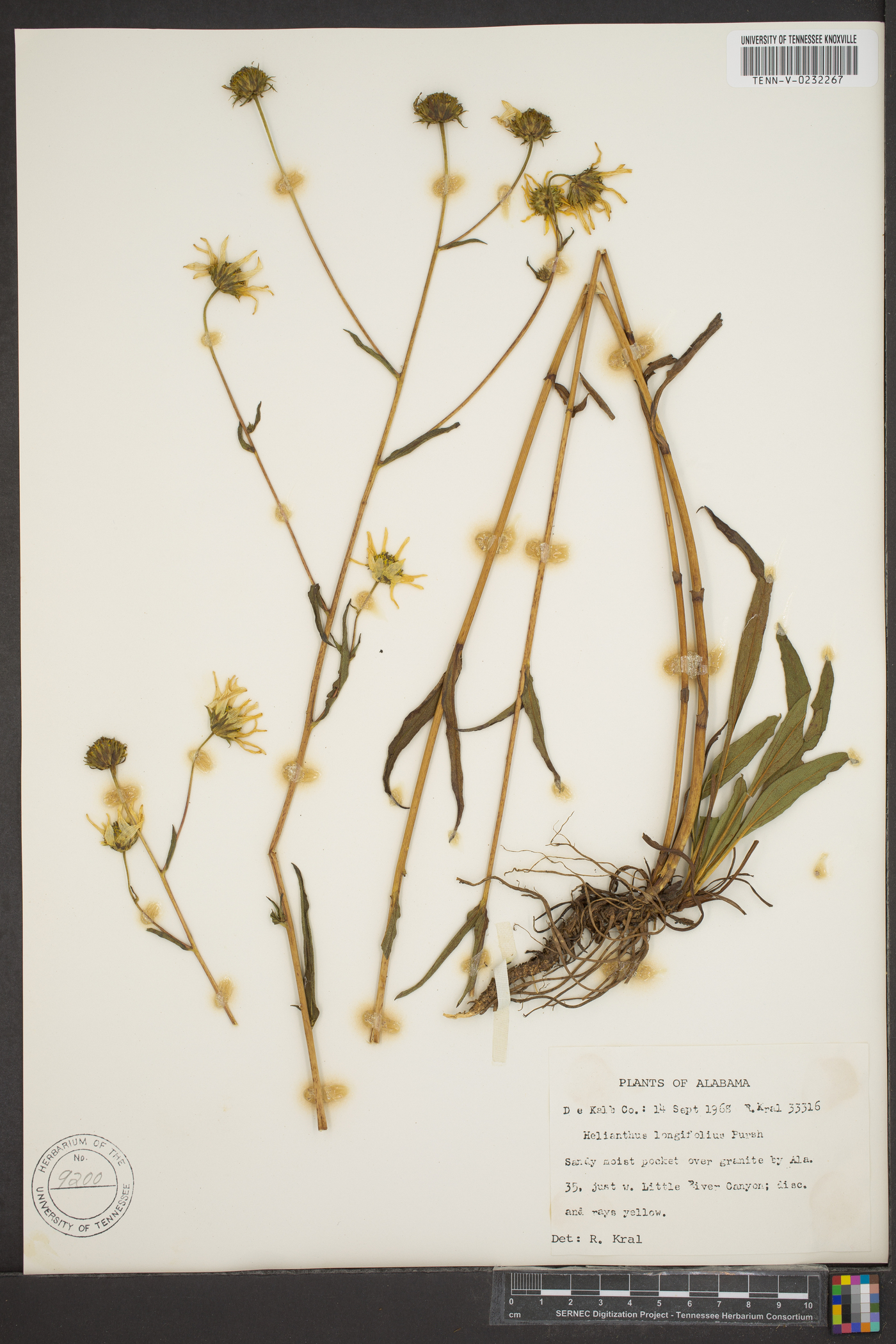 Helianthus longifolius image