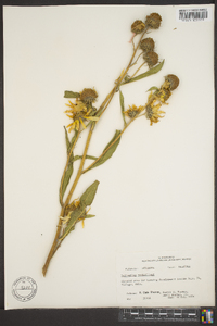 Helianthus maximiliani image