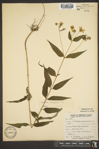 Helianthus microcephalus image