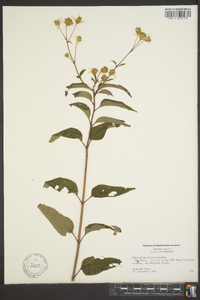 Helianthus microcephalus image