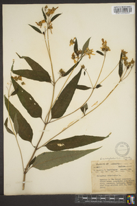Helianthus microcephalus image