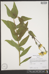 Helianthus mollis image