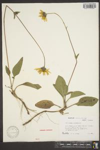 Helianthus occidentalis image