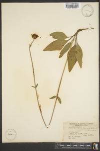 Helianthus occidentalis image