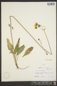 Helianthus occidentalis image