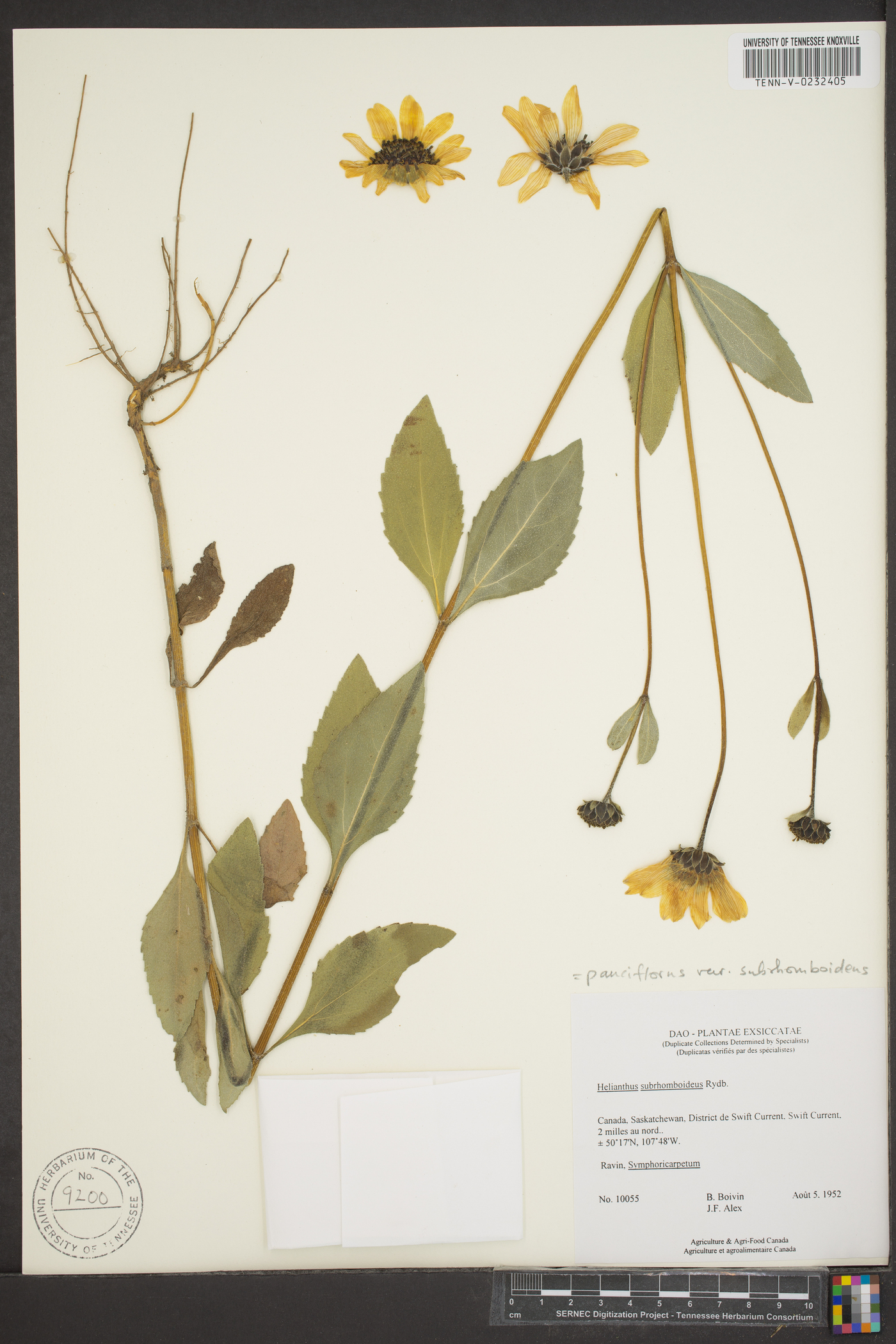 Helianthus pauciflorus subsp. subrhomboideus image