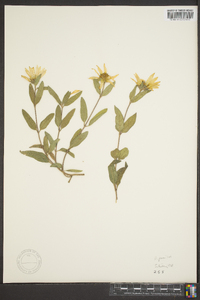 Helianthus pumilus image