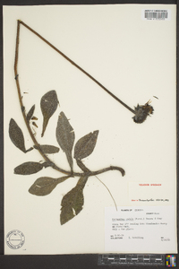 Helianthus radula image