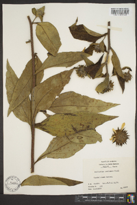 Helianthus resinosus image