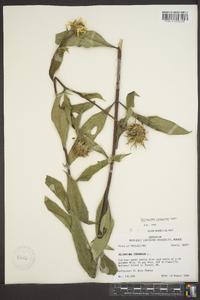 Helianthus resinosus image