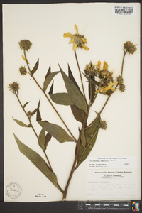 Helianthus resinosus image