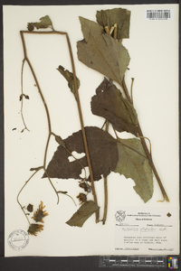 Helianthus silphioides image