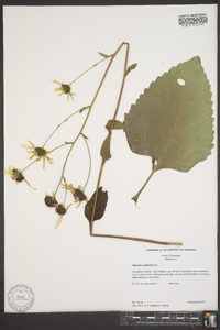 Helianthus silphioides image