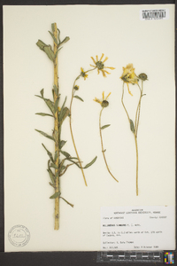 Helianthus simulans image