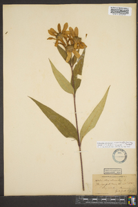 Helianthus strumosus image