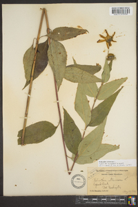 Helianthus strumosus image