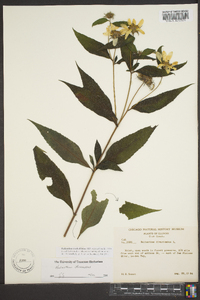 Helianthus decapetalus image