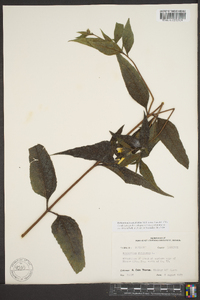 Helianthus decapetalus image