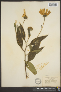 Helianthus tuberosus image