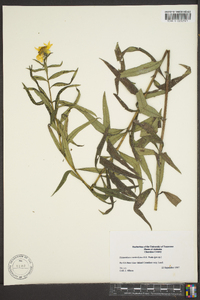 Image of Helianthus x verticillatus