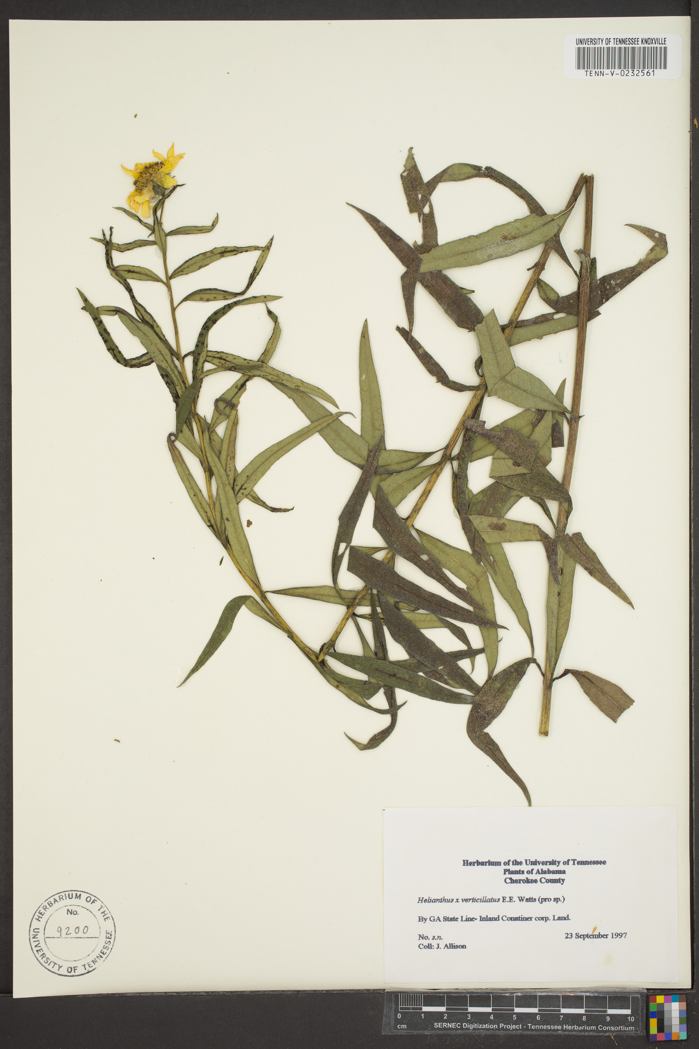 Helianthus x verticillatus image