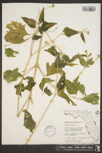 Melanthera deltoidea image