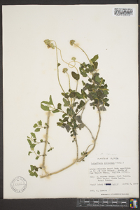 Melanthera deltoidea image