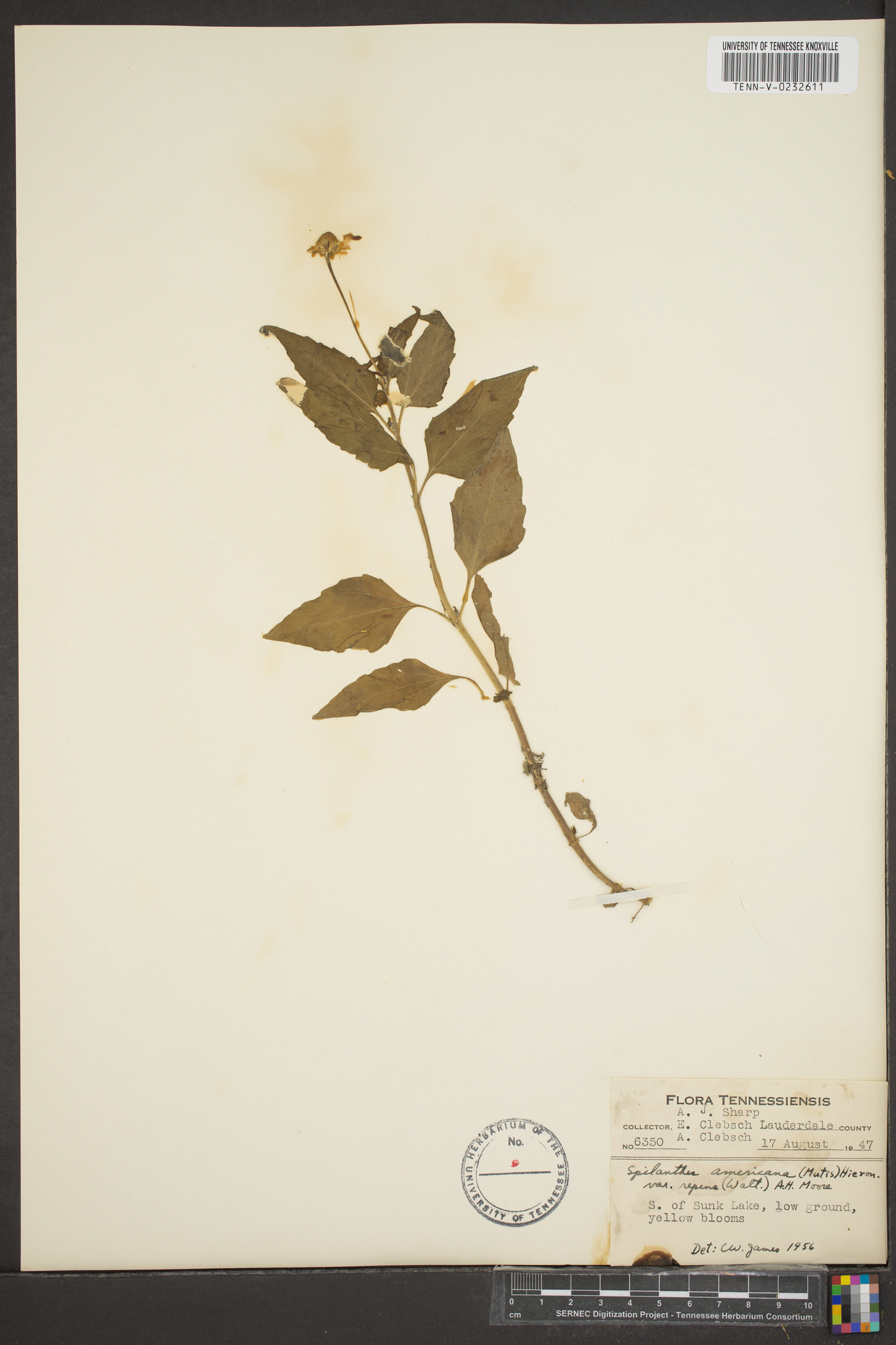 Heliopsis buphthalmoides image