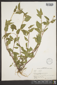 Spilanthes americana var. repens image