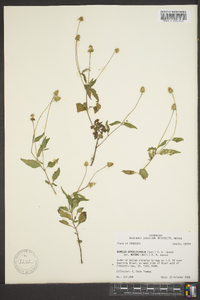 Heliopsis buphthalmoides image