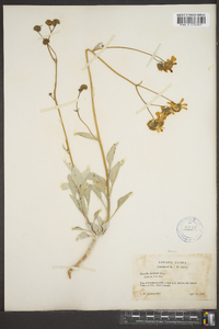 Encelia farinosa image