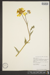 Geraea canescens image