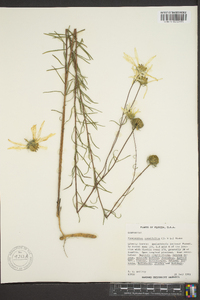 Phoebanthus tenuifolius image