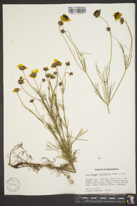 Thelesperma filifolium image