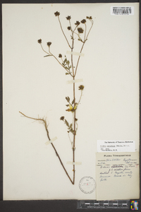 Bidens aristosa image