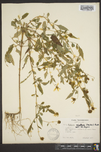 Bidens aristosa image