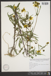 Bidens aristosa image