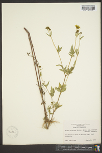 Bidens aristosa image