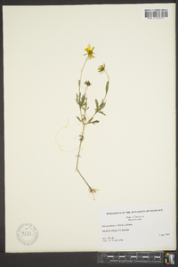 Bidens aristosa image