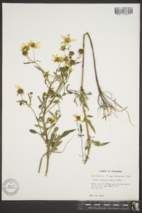 Bidens aristosa image