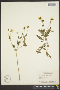 Bidens aristosa image