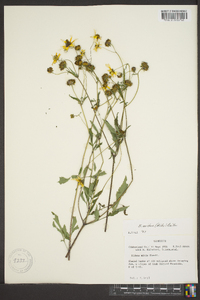 Bidens aristosa image