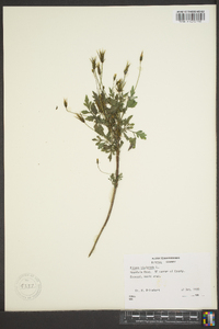 Bidens bipinnata image