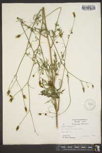 Bidens bipinnata image