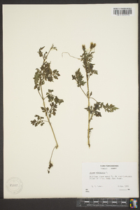 Bidens bipinnata image