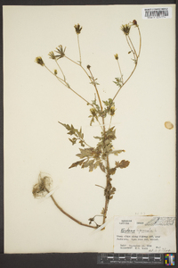 Bidens bipinnata image