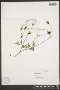 Bidens bipinnata image