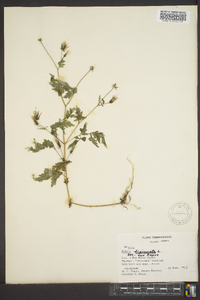 Bidens bipinnata image